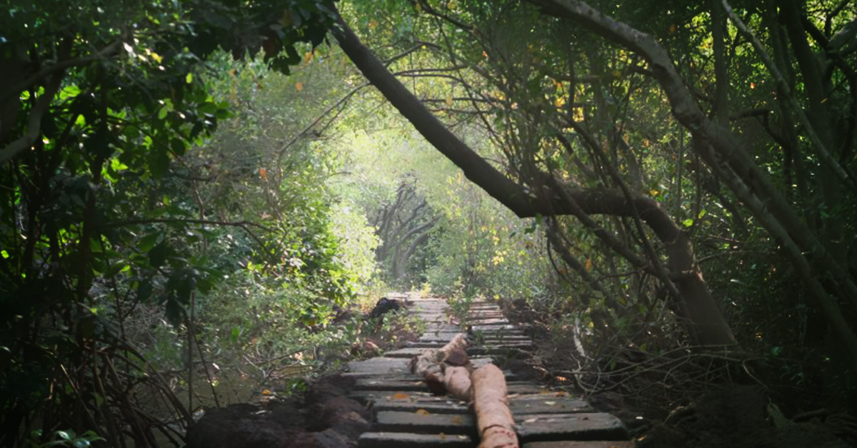 Creaking wooden planked walkway of Chorao Bird Sanctuary